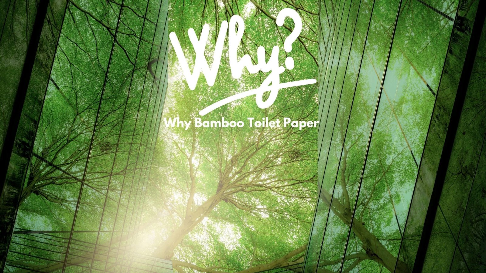 why bamboo the benefits of bamboo toilet paper