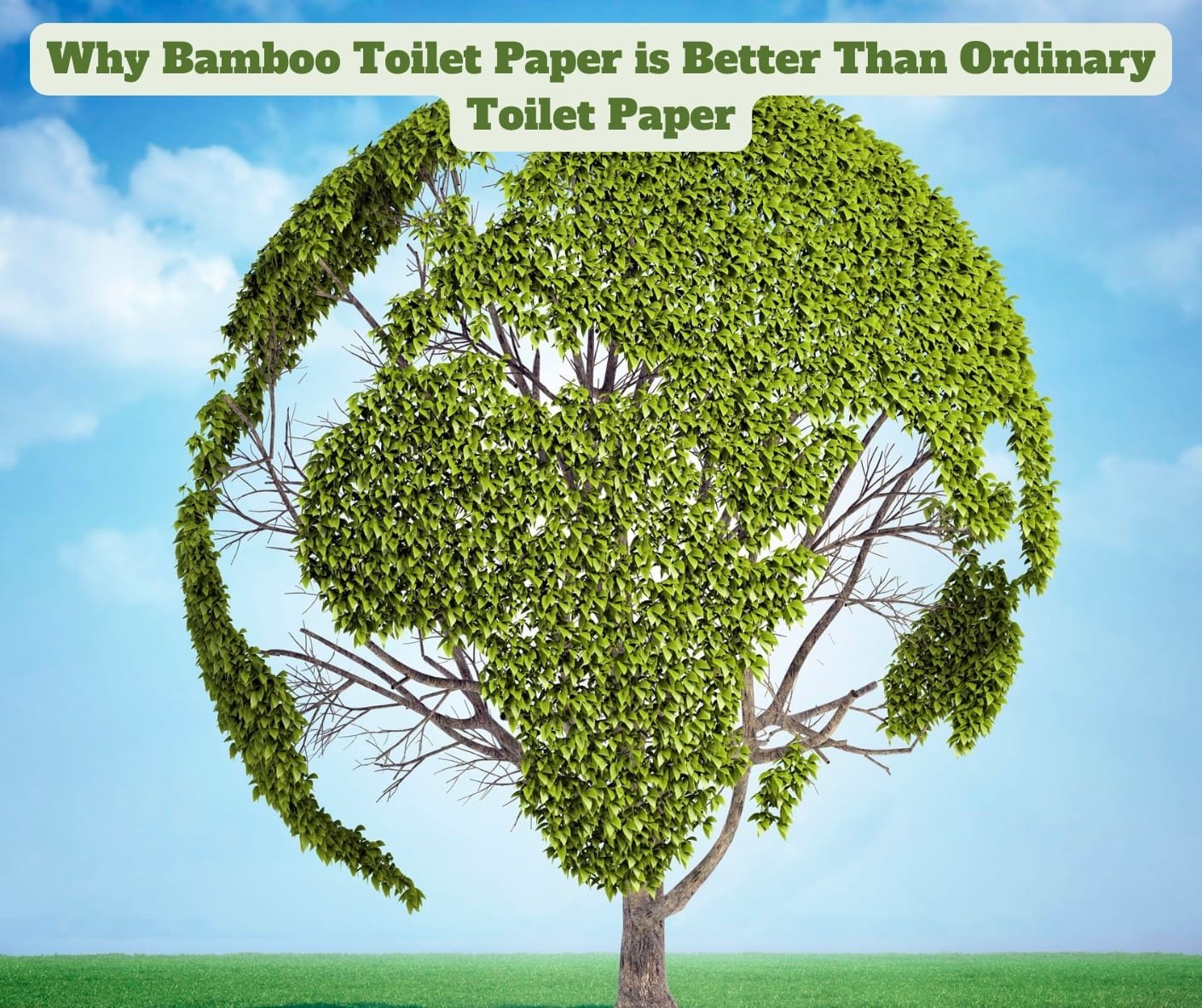 Why Bamboo Toilet Paper is Better Than Ordinary Toilet Paper